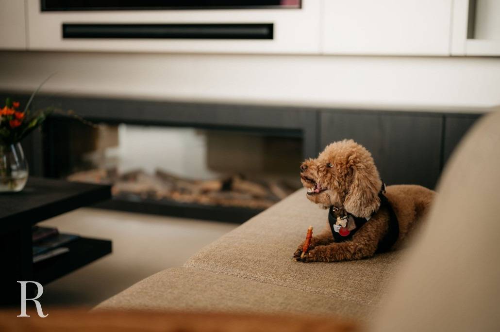 Een kleine bruine poedel zit op een beige bank te kauwen op een lekkernij, met een moderne open haard en cinewall op de achtergrond.